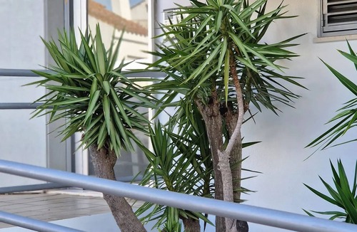 Sanlucar de Barrameda Apartment | Homerez - Apartment in Sanlúcar