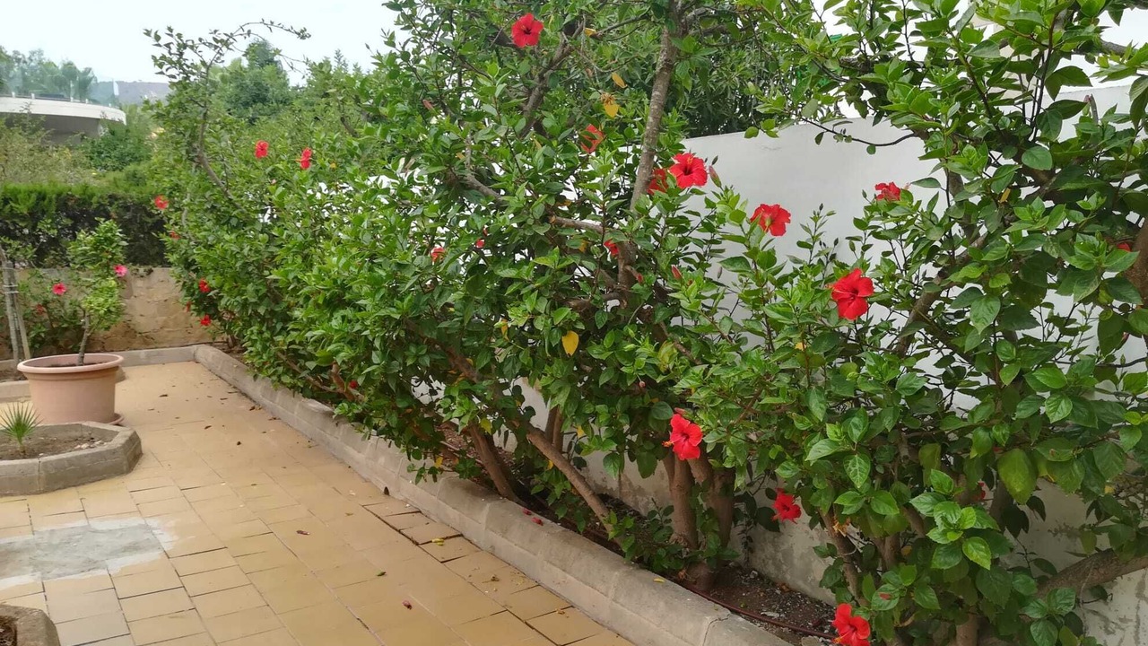 Photo of Outdoor in Portals Nous