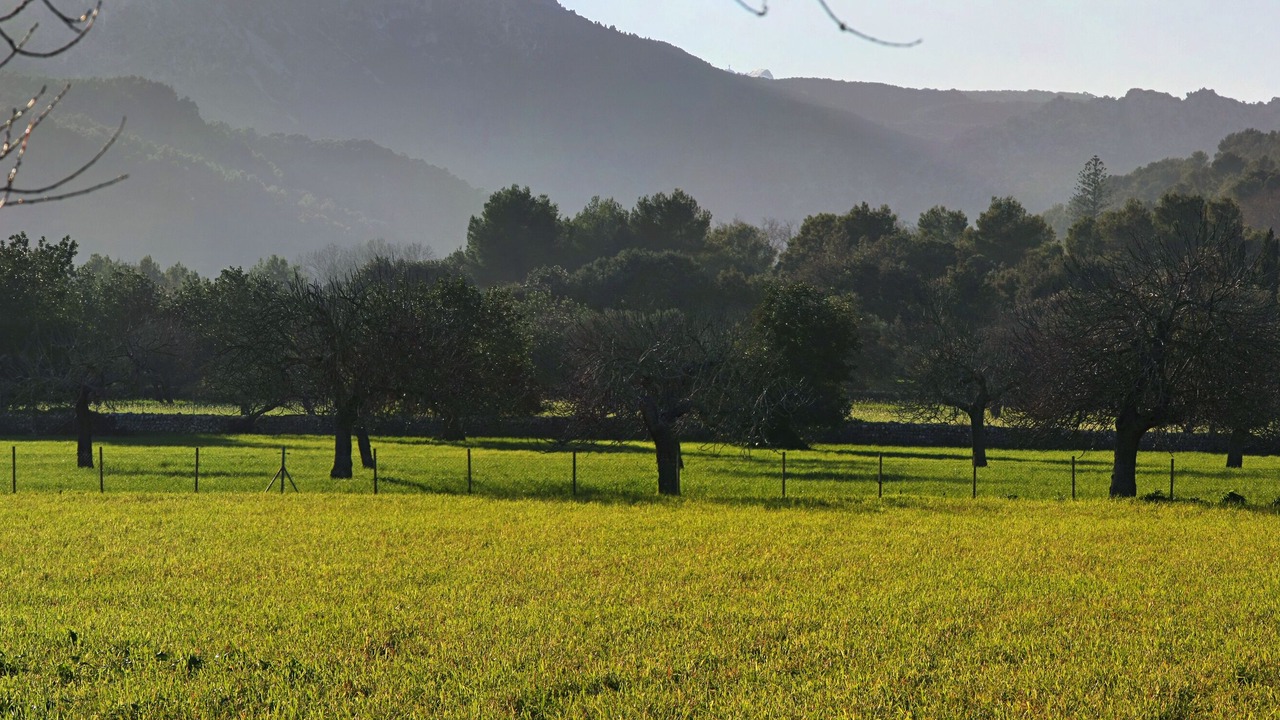 Photo of Others in Pollensa