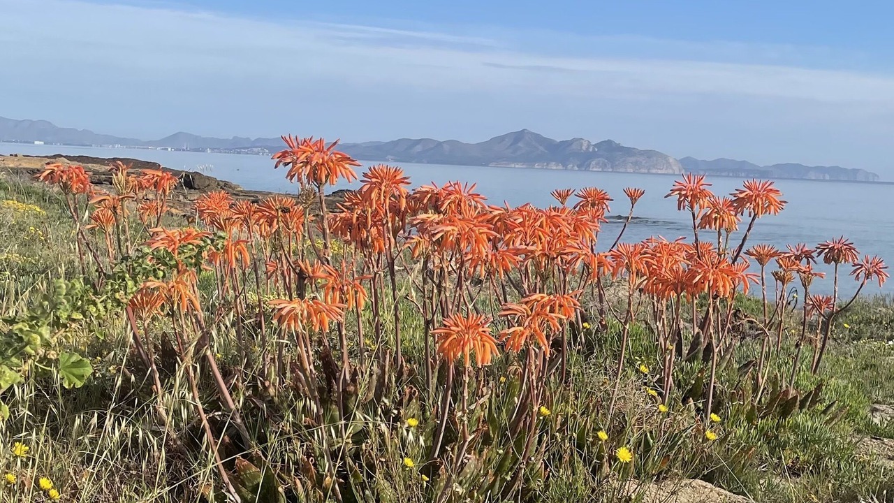 Photo of Others in Son Serra de Marina