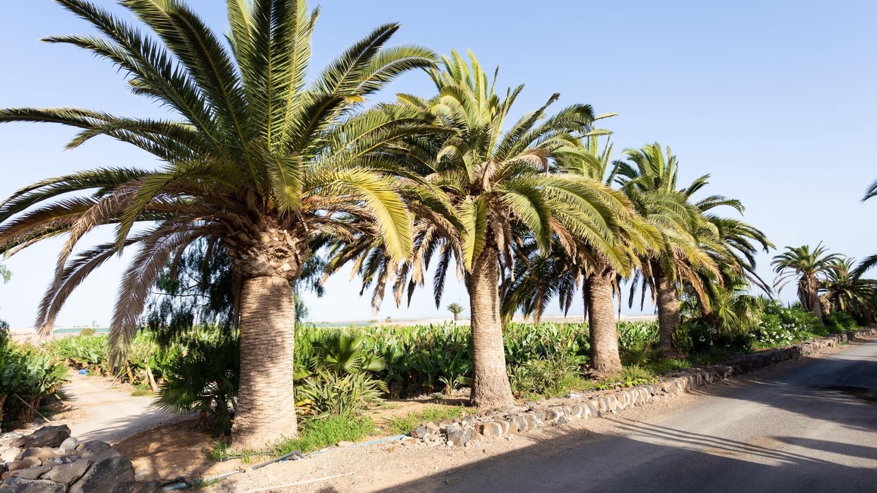 Photo of Outdoor in Palm-Mar