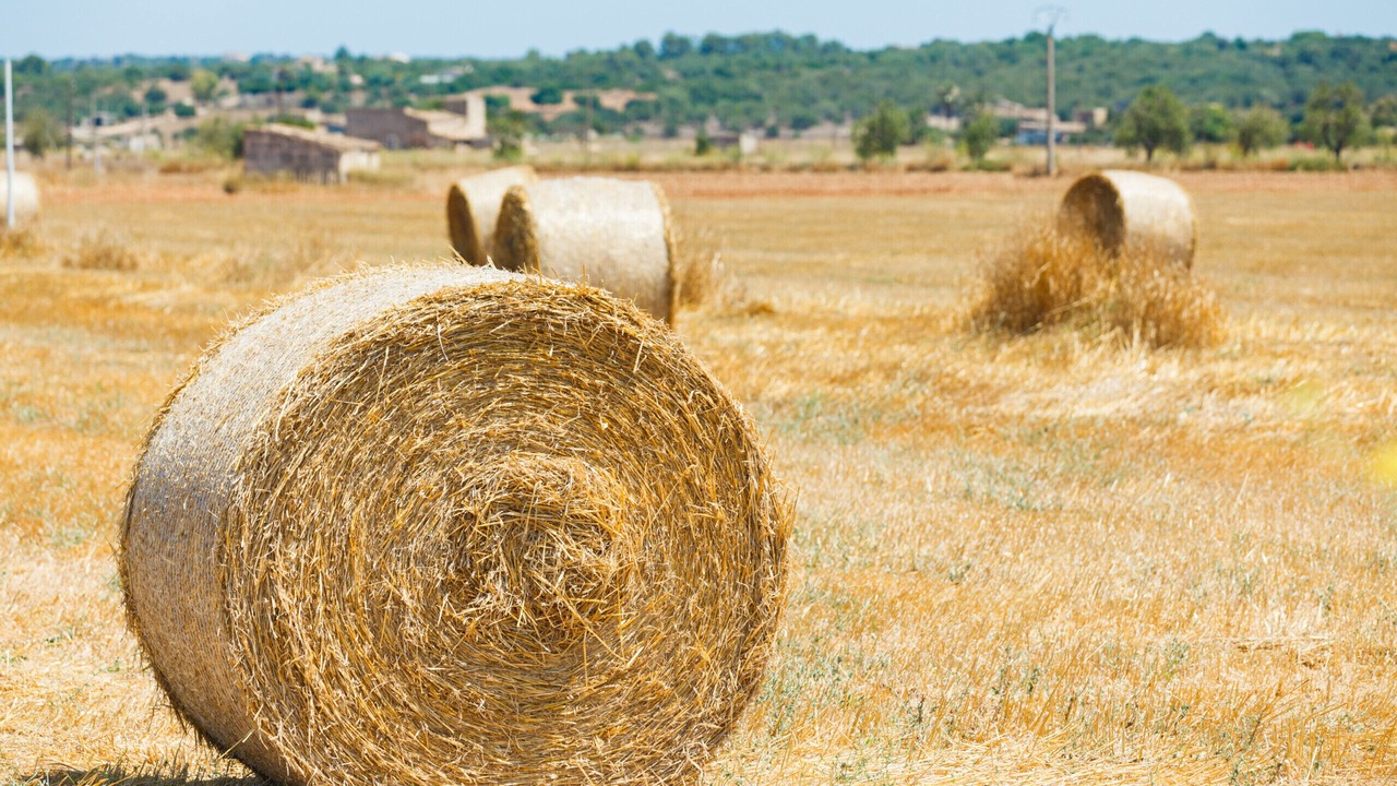 Photo of Others in Son Serra de Marina