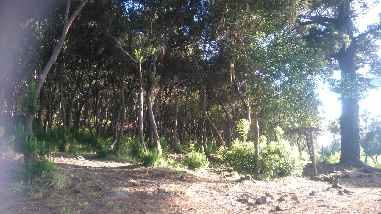 Photo of Outdoor in La Orotava