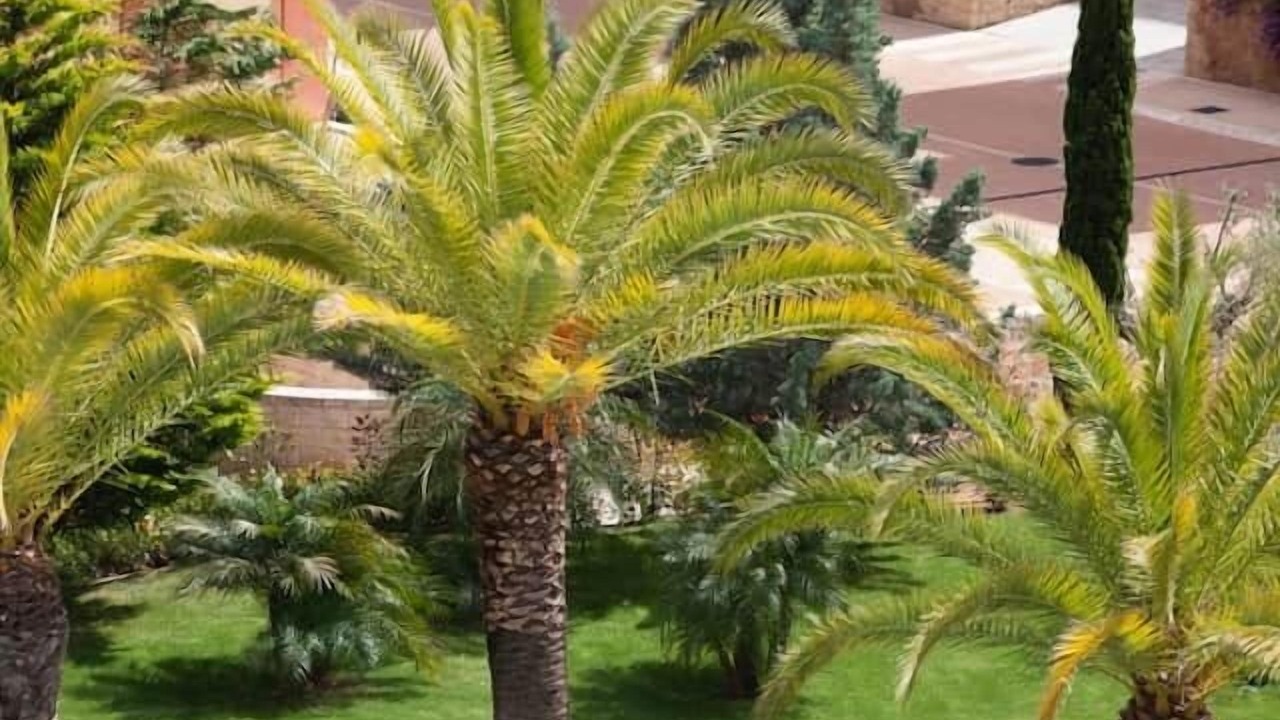 Photo of Others in Islantilla