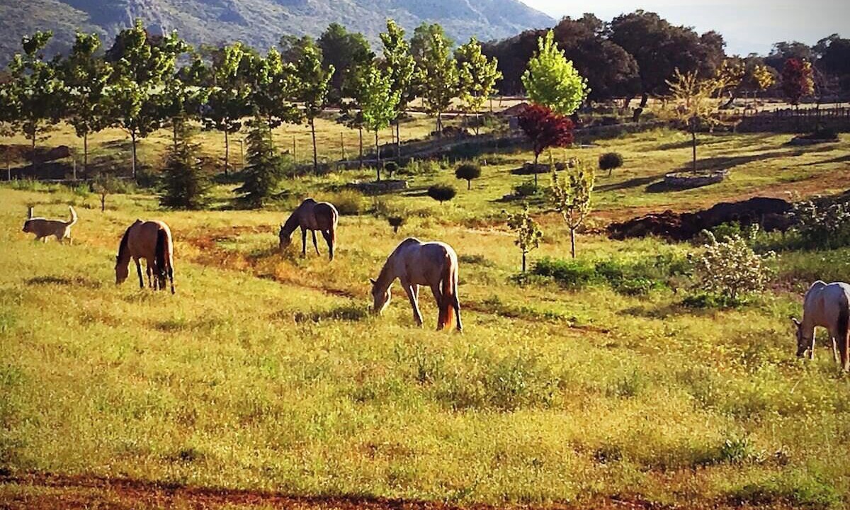Photo of Others in Alhama de Granada