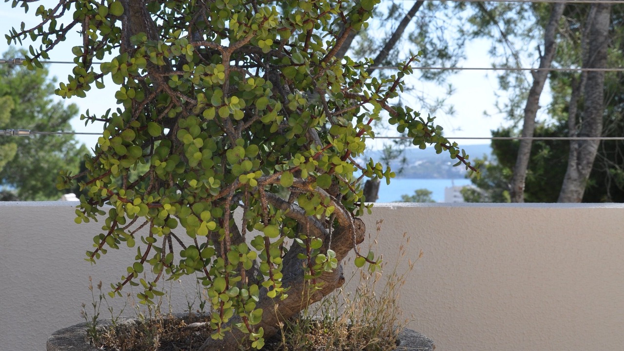 Photo of Outdoor in Portals Nous
